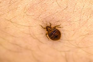 A1Exterminators When Bedbugs Bite 1 A1Exterminators iStock 1212373839