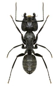 A1Exterminators How to Identify Carpenter Ants 1 A1Exterminators iStock 587943844