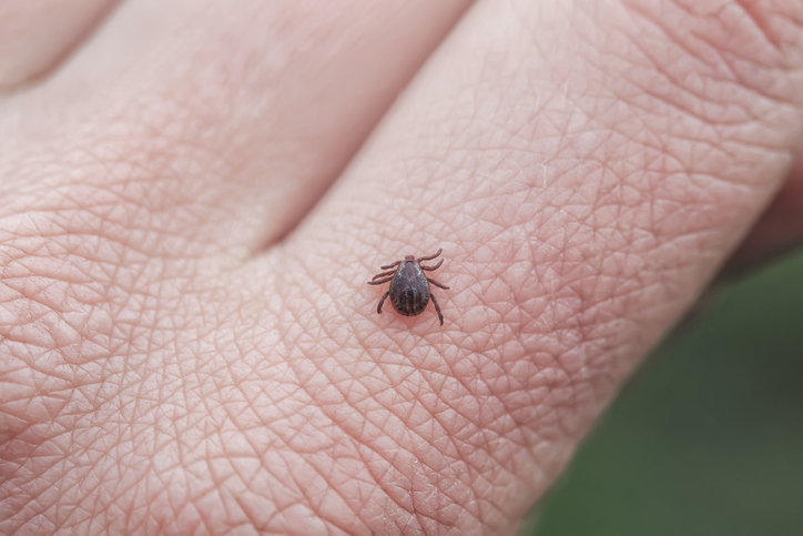 A1Exterminators iStock 1142643932