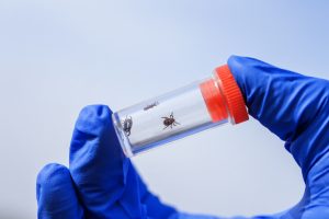 A1Exterminators Lyme disease begins in up to 60 to 80% of patients 1 A1Exterminators iStock 1216244002