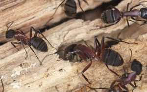 Carpenter ants climbing on wood 