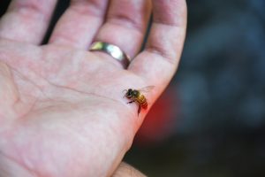 A1Exterminators Home remedies for bee stings 1 A1Exterminators iStock 1028008454