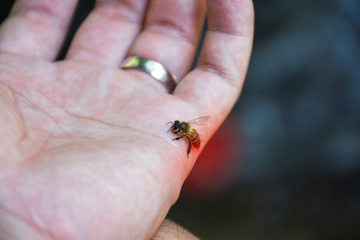 A1Exterminators iStock 1028008454