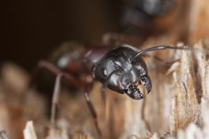 A1Exterminators iStock 106417392