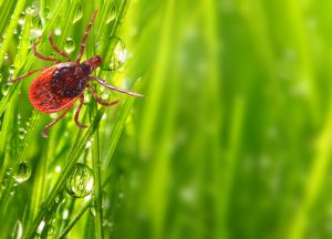 A1Exterminators Not all ticks are the same 1 A1Exterminators iStock 1165180578