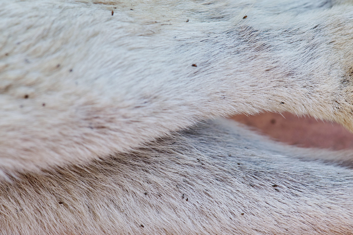 A1Exterminators iStock 1138736004