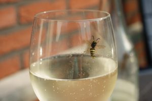 A1Exterminators iStock 1173174150