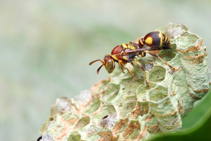 A1Exterminators iStock 146872083