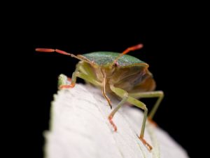 A1Exterminators iStock 172293947