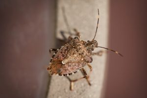 A1Exterminators iStock 494810698