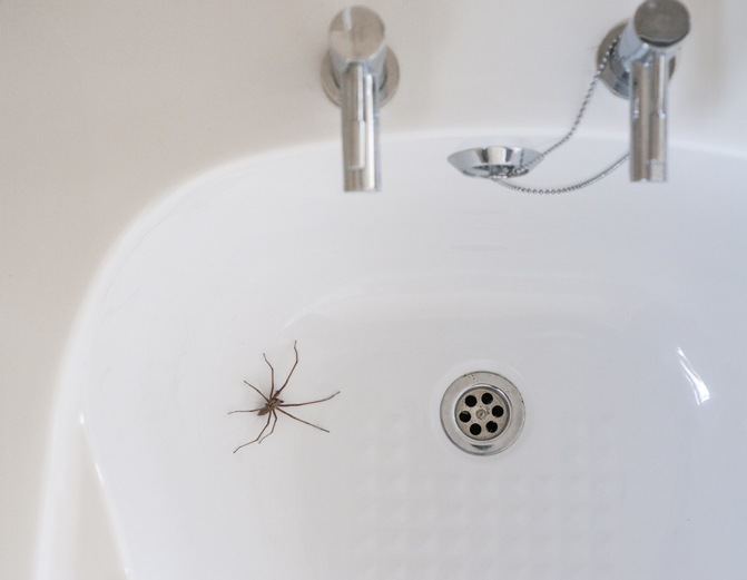A1Exterminators iStock 497127440