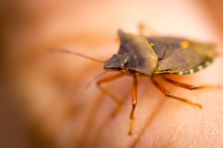 A1Exterminators iStock 883828798