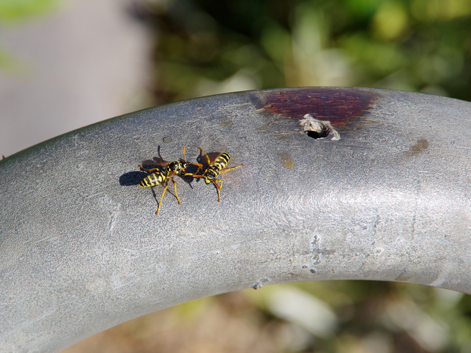 A1Exterminators iStock 1167263712