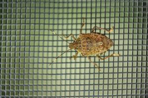 A1Exterminators iStock 1277417031