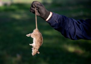 A1Exterminators iStock 860512878