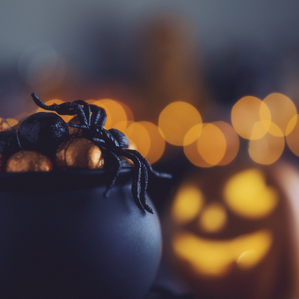 Look out for spiders during winter months