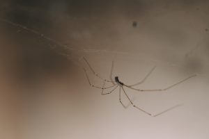 A1Exterminators iStock 971289336
