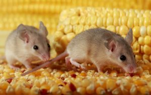 A1Exterminators iStock 1182525057