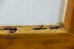 A1Exterminators iStock 1278696590