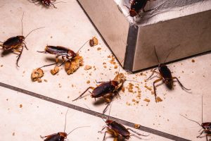A1Exterminators iStock 1285356983
