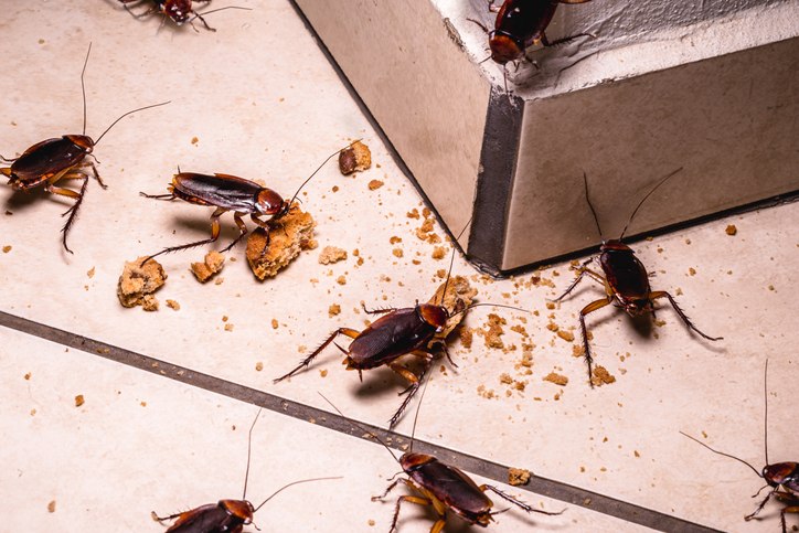 A1Exterminators iStock 1285356983