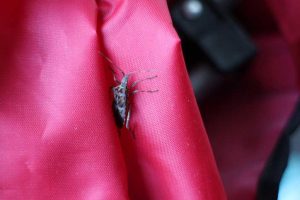 A1Exterminators iStock 530852127a