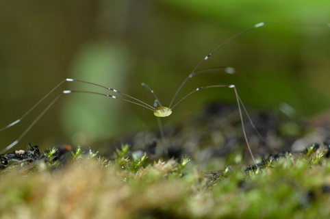 A1Exterminators iStock 598817376