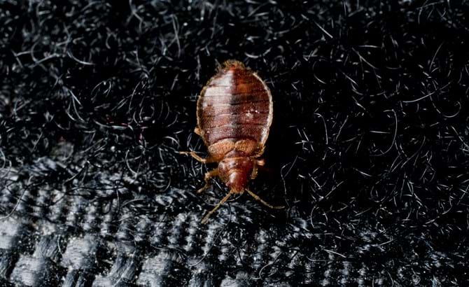 A1Exterminators bed bug on velcro 2