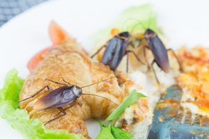 A1Exterminators iStock 1090466164