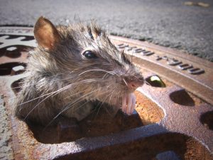 A1Exterminators iStock 1191251543