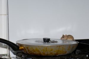 A1Exterminators House Mouse Facts 1 A1Exterminators iStock 1221244250