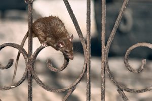 A1Exterminators iStock 1183337765