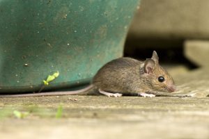 A1Exterminators iStock 176016582