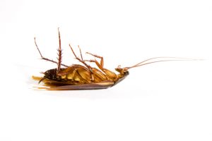 A1Exterminators The Science of Cockroach Legs 1 A1Exterminators iStock 183215926