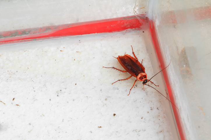 A1Exterminators iStock 668560332