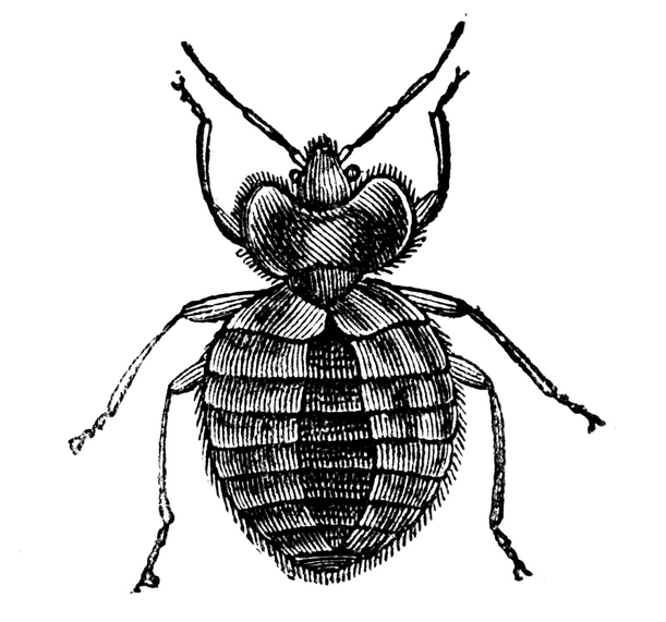 A1Exterminators iStock 471345301