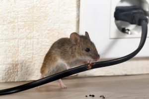 A1Exterminators Rodent Gnaw marks 1 A1Exterminators iStock 950284584