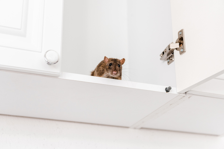 A1Exterminators iStock 1175685780