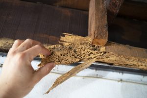 A1Exterminators iStock 1300682006