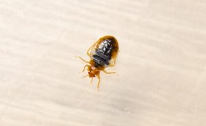 A closeup of a bed bug