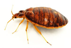 A1Exterminators iStock 183351496