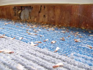 A1Exterminators iStock 96686326
