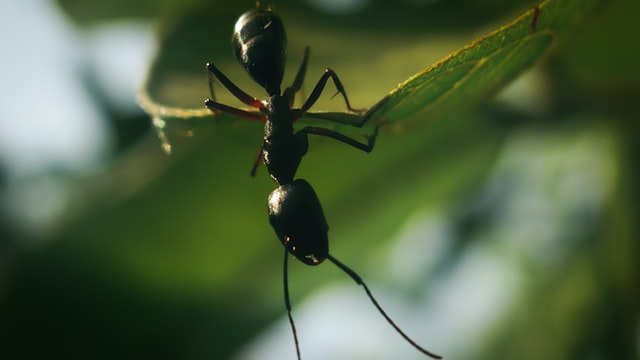 A1Exterminators brazil topno UHlwG80UqtA unsplash