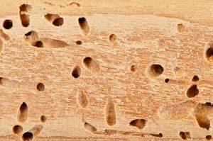 A1Exterminators termite damage