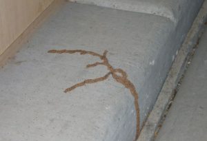 A1Exterminators Termite tunnels 1 A1Exterminators termite tunnels