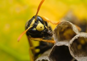A1Exterminators victor grabarczyk fZSz a9rBx4 unsplash