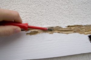 A1Exterminators How can I find termites in my home? 1 A1Exterminators Capture termites