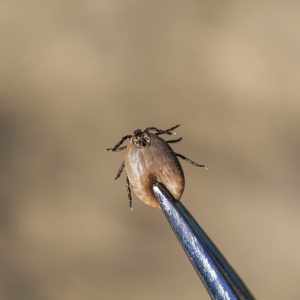 A1Exterminators How to remove a tick and treat a tick bite 1 A1Exterminators iStock 865019864