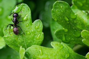 A1Exterminators shannon potter xXrVvepbzRI unsplash