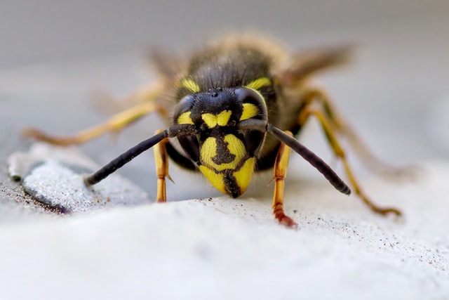 A1Exterminators svetozar cenisev ZMhyWFQWnm4 unsplash